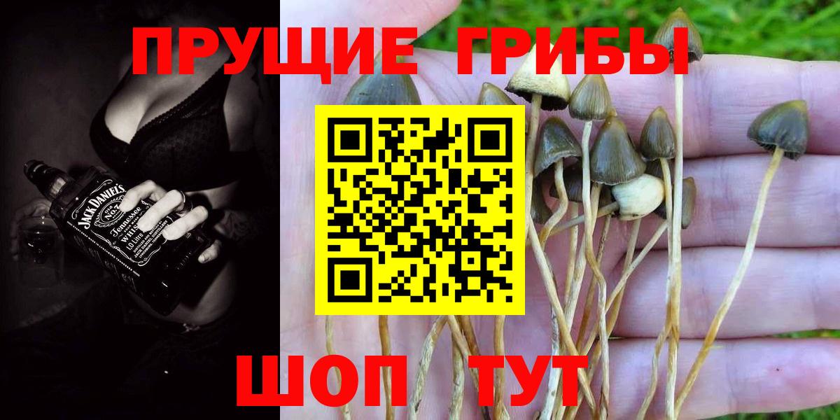 Губкин  Галлюциногенные грибы мицелий  Псилоцибиновые грибы Psilocybine cubensis  Вход с VPN 